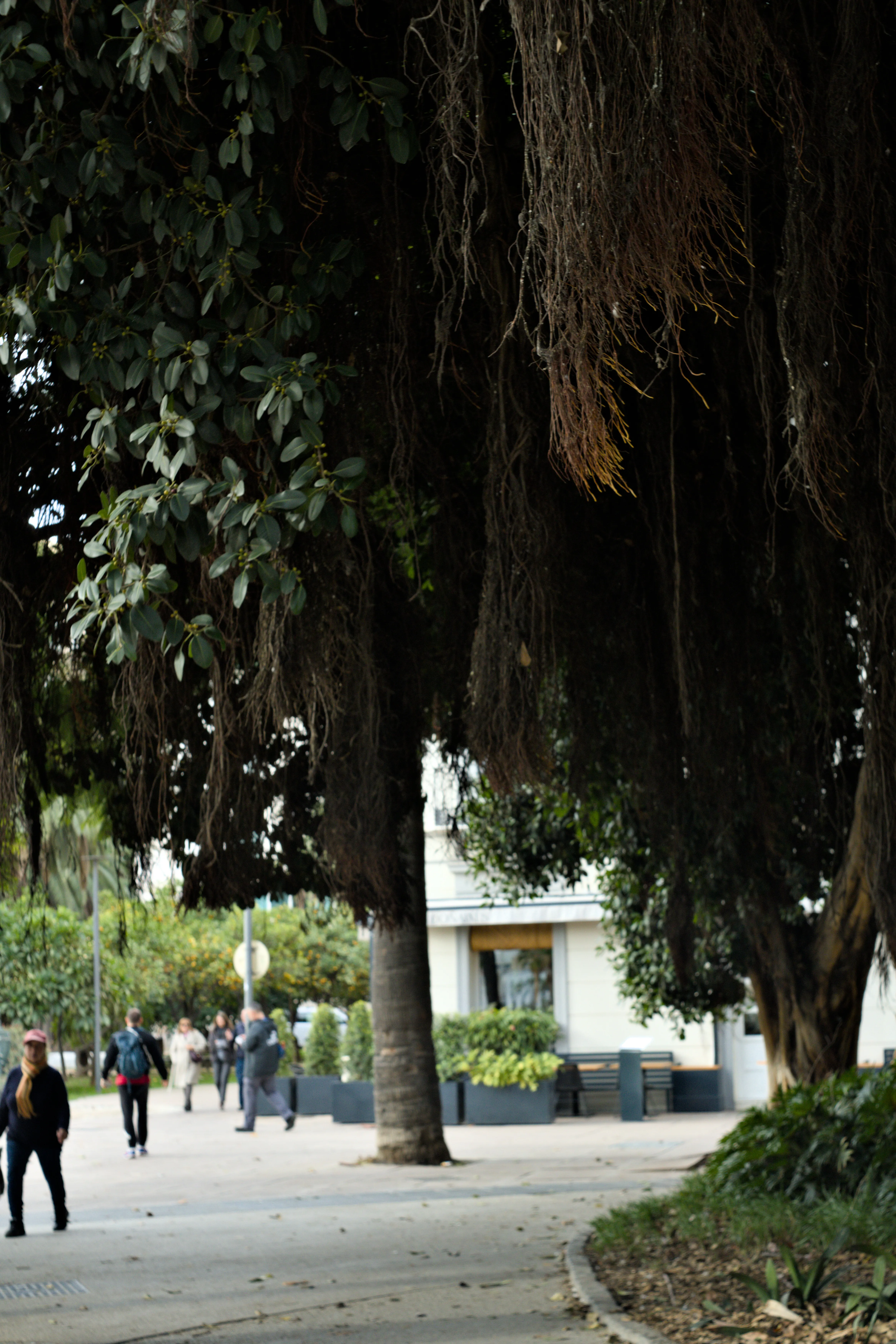 Meyer-Optik Görlitz Primagon 35mm f4.5 (M42) - _I4A4598.webp